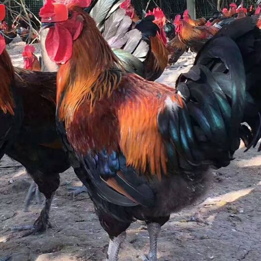 南宁黑瑶鸡苗  鸡苗，黑瑶土鸡苗，品种优，抗病力强，出壳第一针，包邮