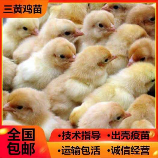 南宁鸡苗，三黄鸡苗常年大量现货供应，价格优惠，包邮，欢迎购买