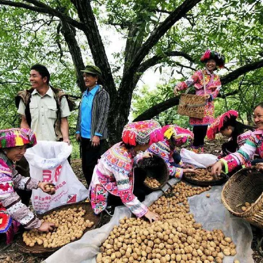 大姚县薄皮核桃 中国核桃中国核桃之乡（彝山薄壳核桃）