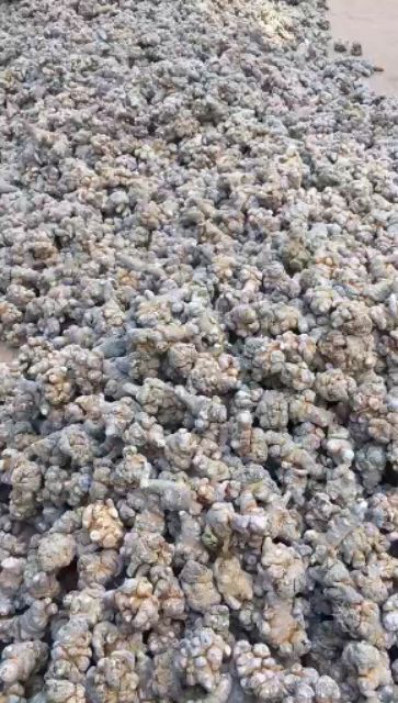 冬七  文山三七种植生产销量一手货源没有中间商