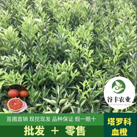 简阳市塔罗科血橙苗  塔罗科血橙 橙树苗 血橙苗 柑橘苗 柑桔苗