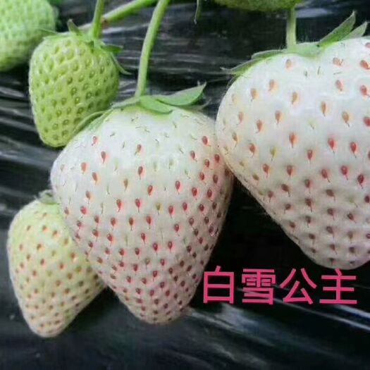 泰安白雪公主草莓苗