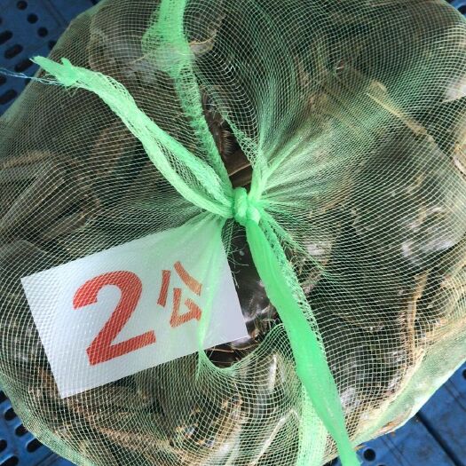兴化市洪湖蟹 2.0-2.5两 公蟹 