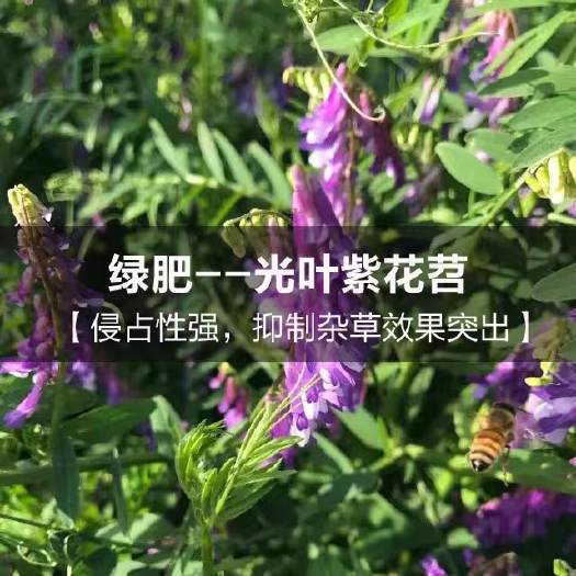 沭阳县苕子种子  果园绿肥种子紫花苕子种长柔毛野豌豆毛苕子养蜂蜜源草种绿肥种籽