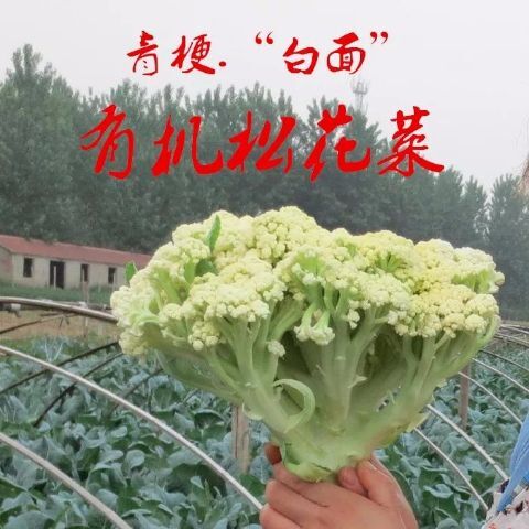 博爱县白花菜花  万亩精品有机花菜大量上市。价格优品种齐全，花型饱满。