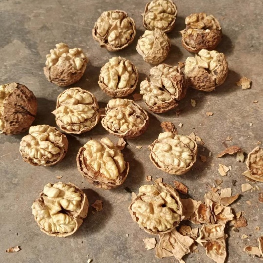 景东县大泡核桃 云南大泡子核桃，薄壳核桃
