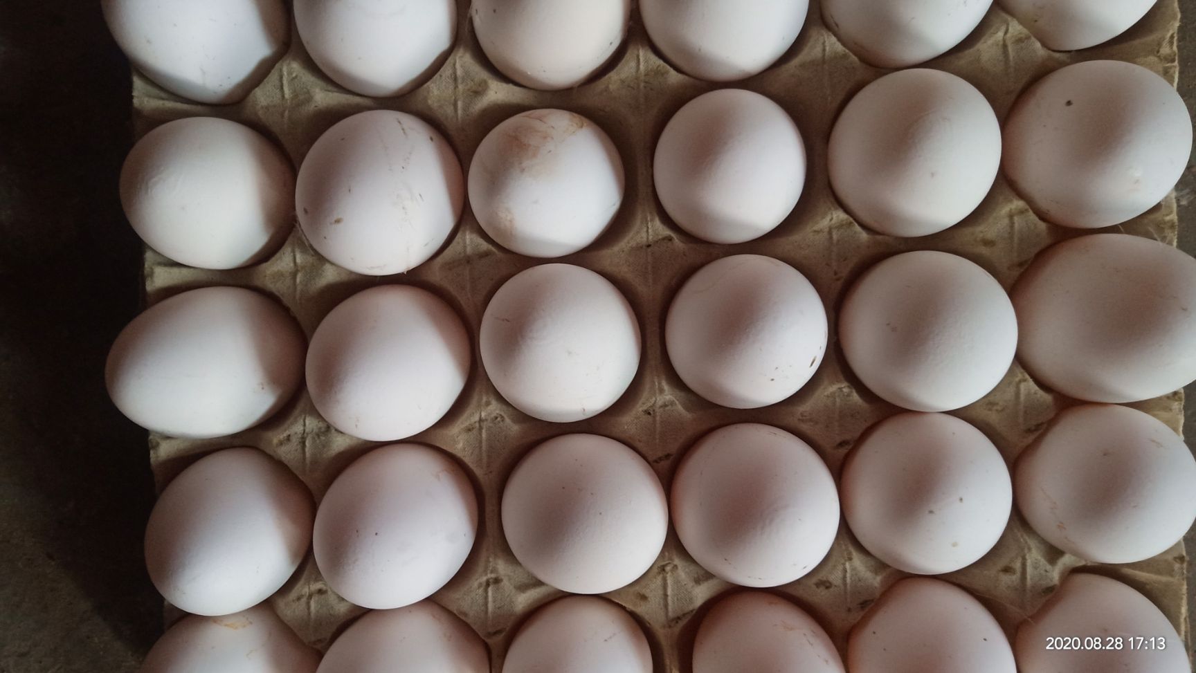 白壳蛋自家养的白壳鸡蛋4849左右长年都有供应