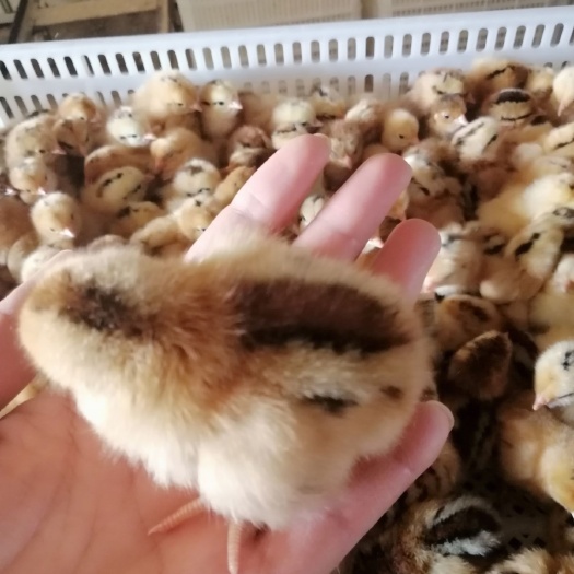 日照麻羽高产绿壳蛋鸡苗 母 