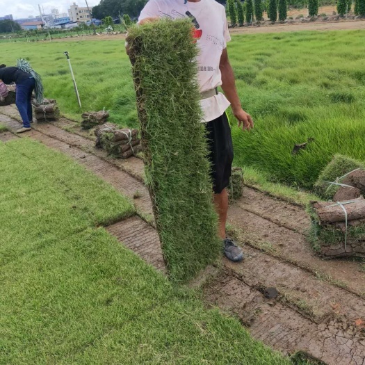 中山市马尼拉草皮  马尼拉草