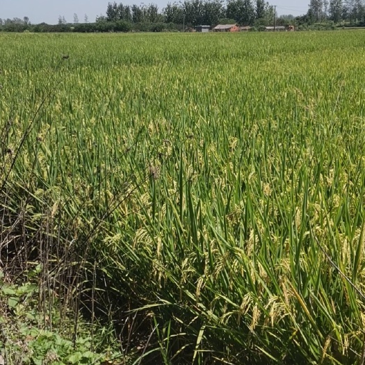 罗山县农场 大量水浇地对外承包，路，水，电三通