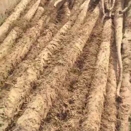 大名县 白玉山药