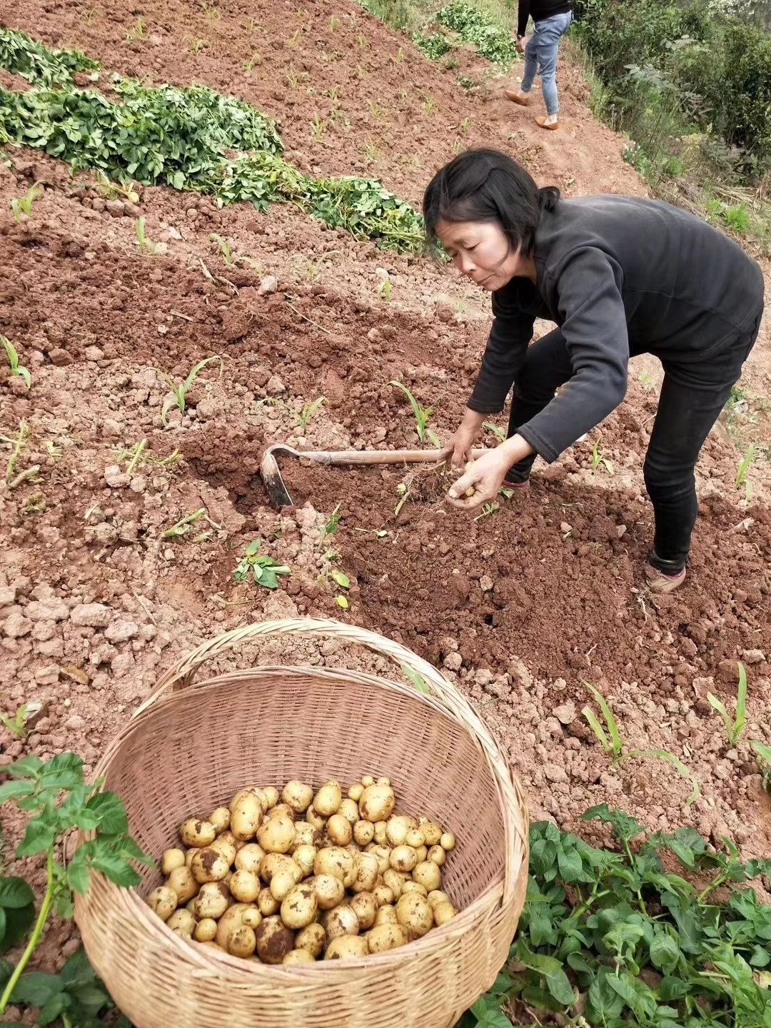 迷你土豆  湖北高山恩施特產(chǎn)富硒小土豆，水份少，淀粉足，夏天不爛不長(zhǎng)芽