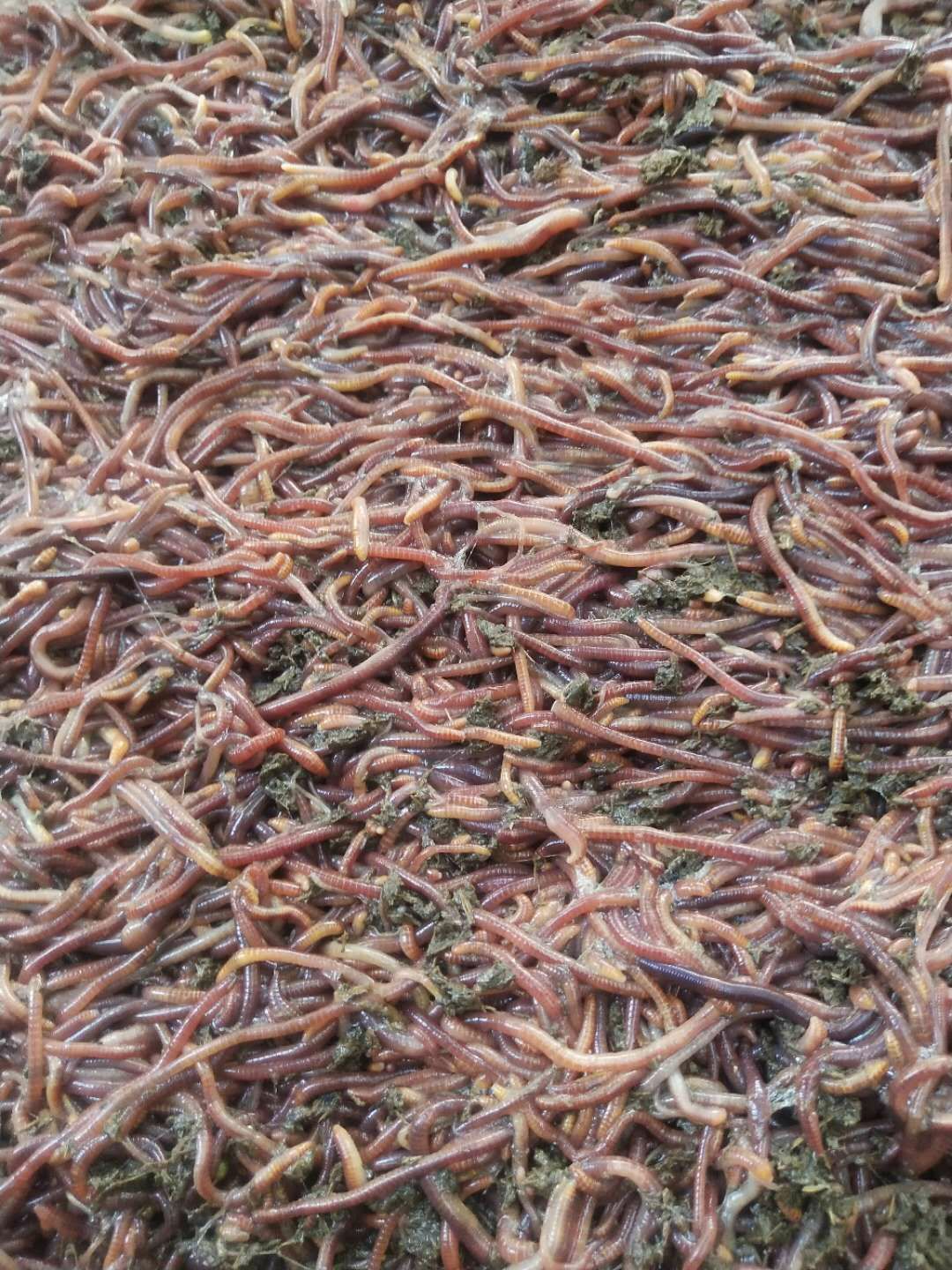 纯牛粪蚯蚓