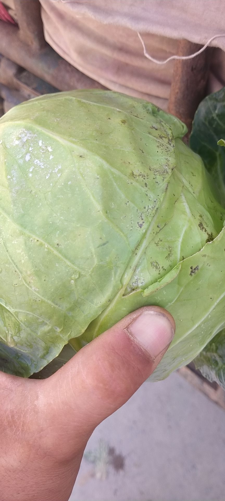 绿包菜 河北省邯郸市永年区 1.5~2.0斤