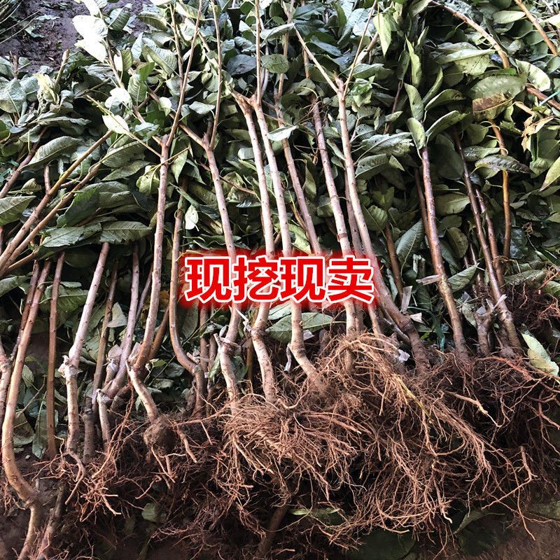布鲁克斯樱桃树苗  布鲁克斯樱桃苗冰糖脆大樱桃苗自家育苗品种纯度高南北方均可种植