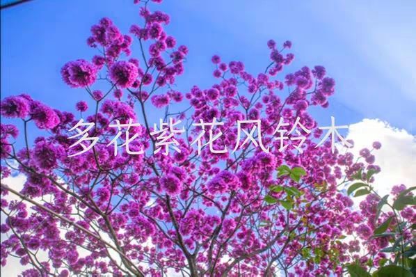 广州紫花风铃木  网红紫花风铃袋苗