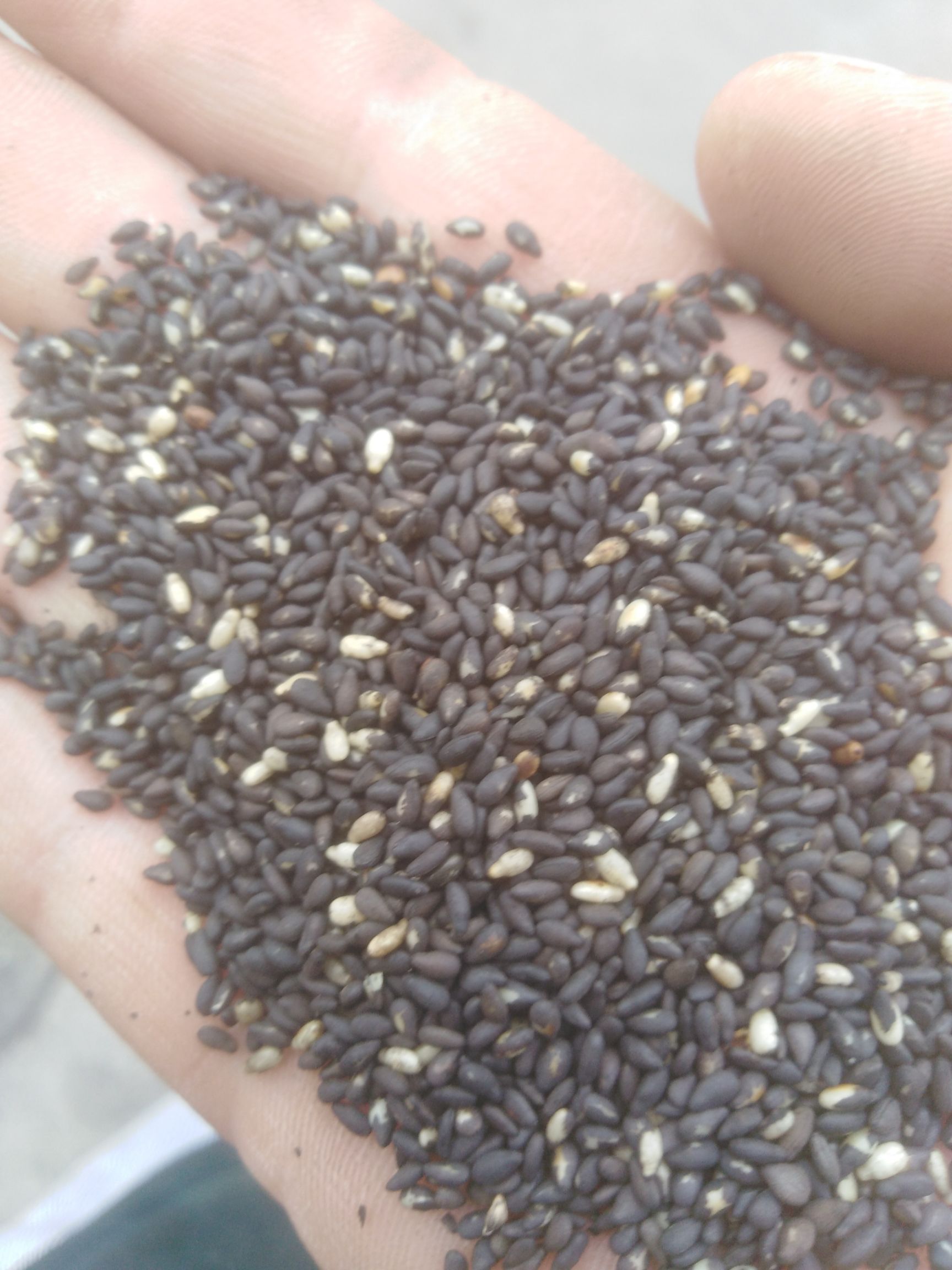 黑芝麻 今年新芝麻 熟黑芝麻  陆地自然成熟 开袋即食