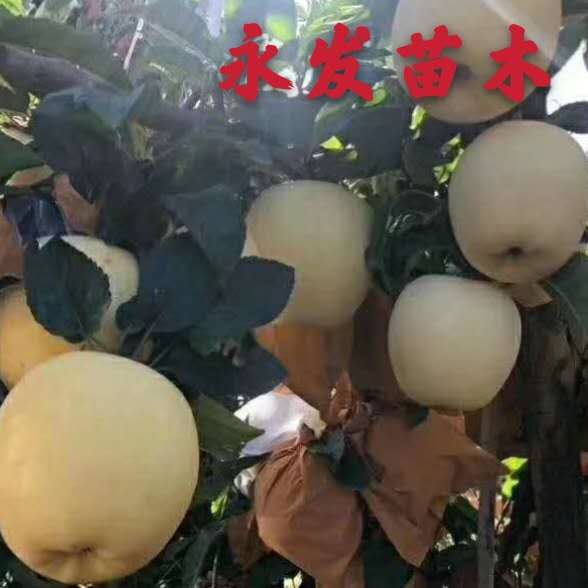 维娜斯黄金苹果树苗  苹果苗新品种维纳斯黄金苹果树苗高产短枝苹果苗现挖现卖保品种