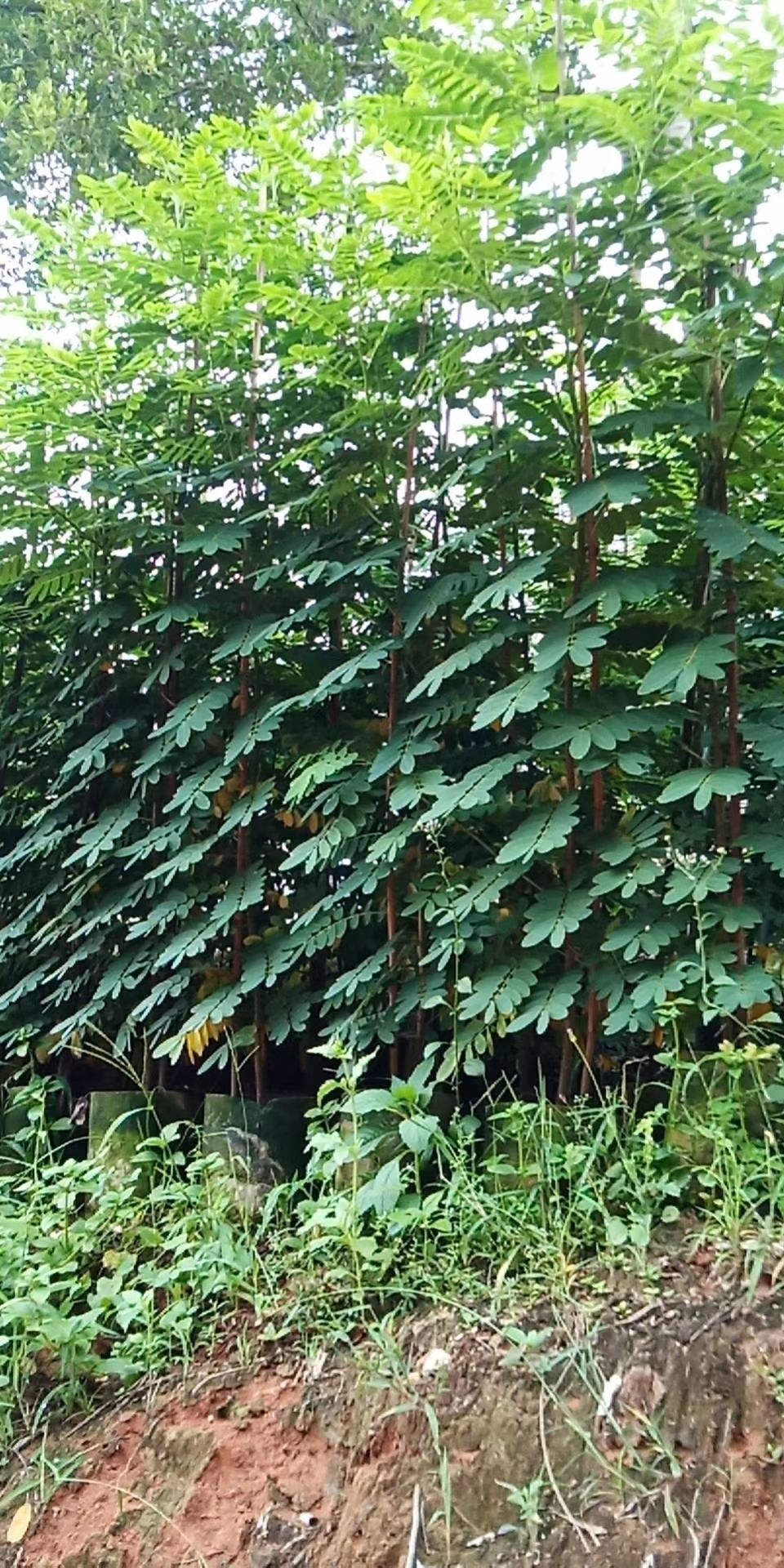 黄槐 黄花槐