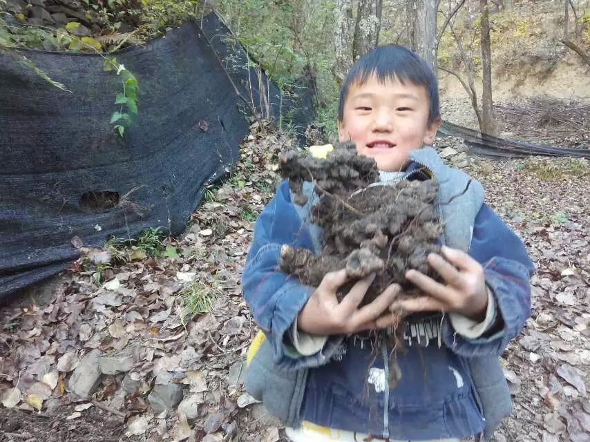 猪苓  统货，三十吨左右。