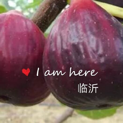 平邑县波姬红无花果苗  波姬红苗圃基地   包品种   现挖发货