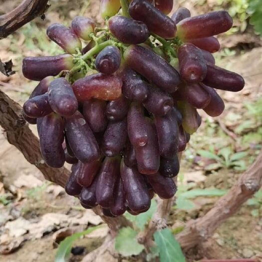 平邑县蓝宝石葡萄树苗，阳光玫瑰葡萄苗，巨峰葡萄苗，盆栽苗，地栽苗齐
