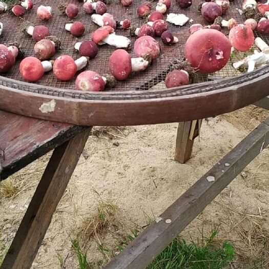 武夷山市野生红菇自采自销，数量不多无法大批量供货。
