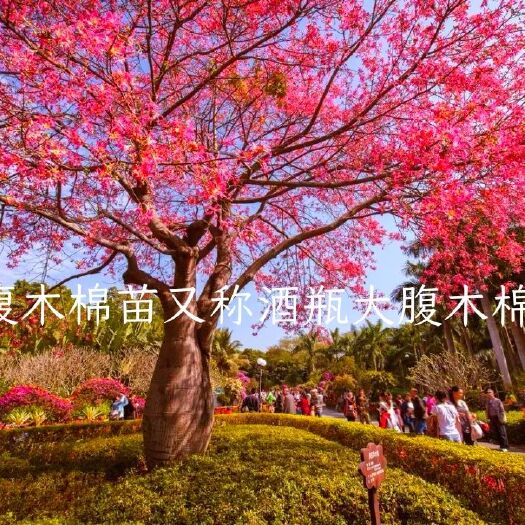 广州大腹木棉