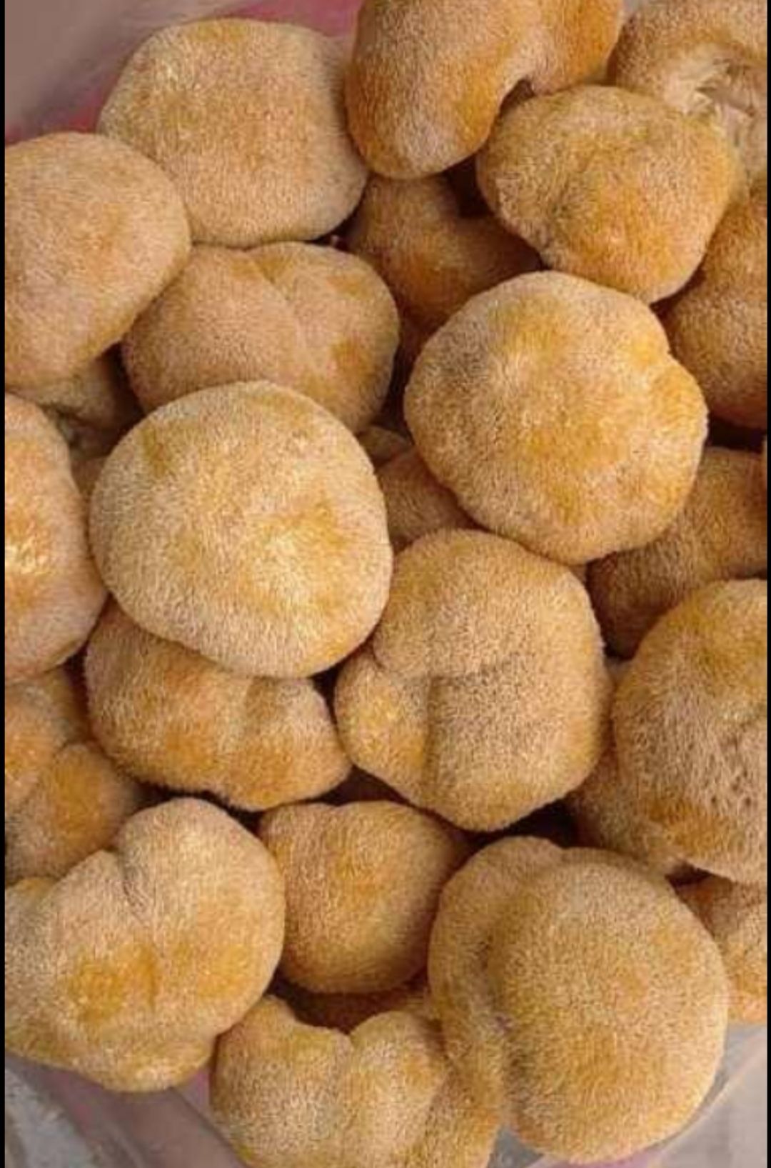 野生猴头菇 优质猴头菇