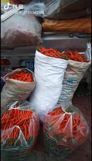 纳雍县美人椒 二荆条辣椒