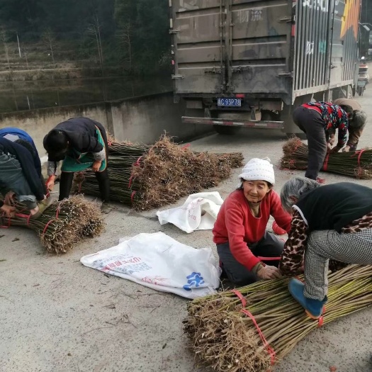 三年桐树苗批发采购，买油桐树苗请选择重庆俊尧专业油桐培育公司