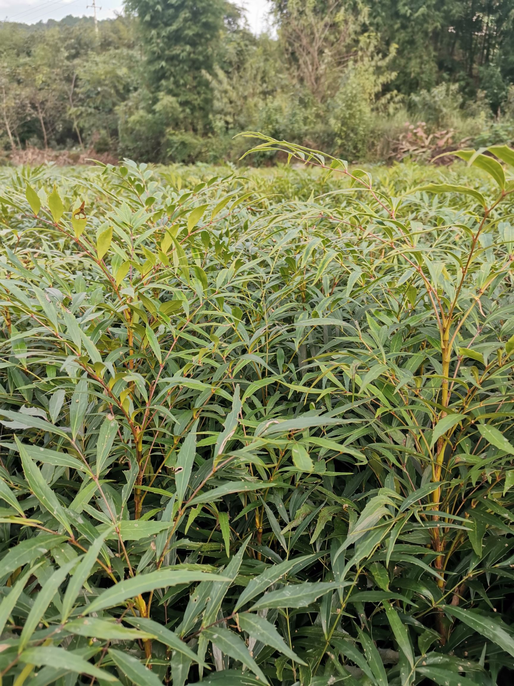 十大功勞  重慶基地批發(fā)年產(chǎn)量200萬(wàn)苗大價(jià)格美麗質(zhì)量好