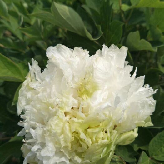 菏泽 观赏牡丹，基地直销，颜色齐全，品种众多