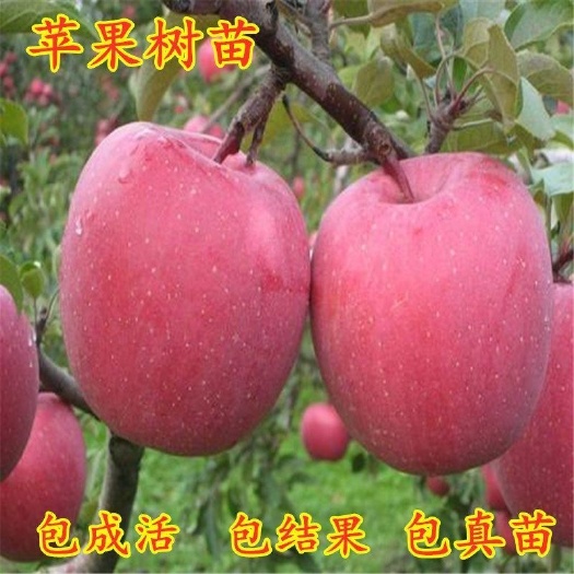平邑县 红富士苹果苗自家育苗品种纯度高南北方均可地栽盆栽成活率高