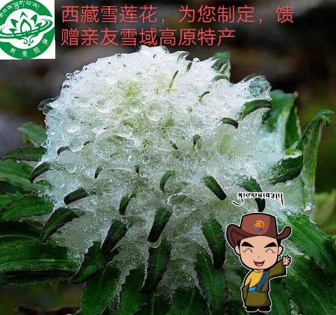 西藏雪莲 雪莲花西藏特产岗朱帕萨藏雪莲花