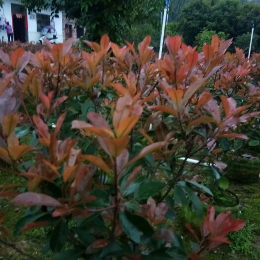 长沙红叶石楠球 