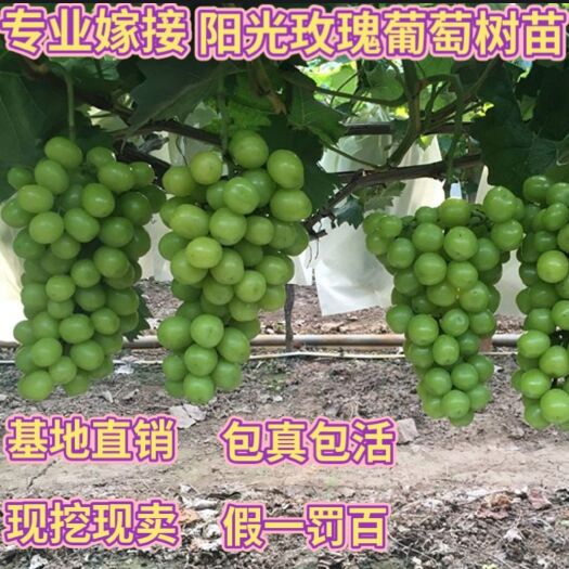 平邑县阳光玫瑰葡萄苗  阳光玫瑰葡萄树苗 基地直销 现挖现卖 包品种 山东水果种苗