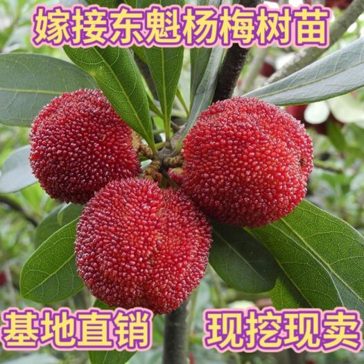 平邑县嫁接优质东魁杨梅树苗 基地直销 现挖现卖 山东水果种苗