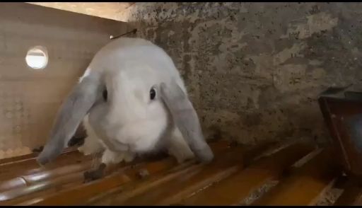  宠物公羊兔