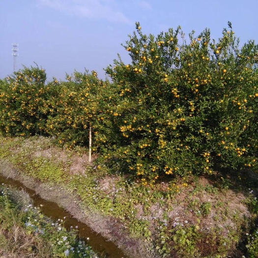 阳江蜜桔 柑桔