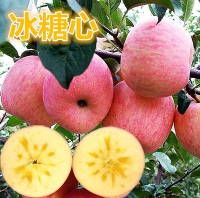 平邑县 冰糖心苹果苗嫁接苗自家育苗品种纯度高南北方均可种植成活率高