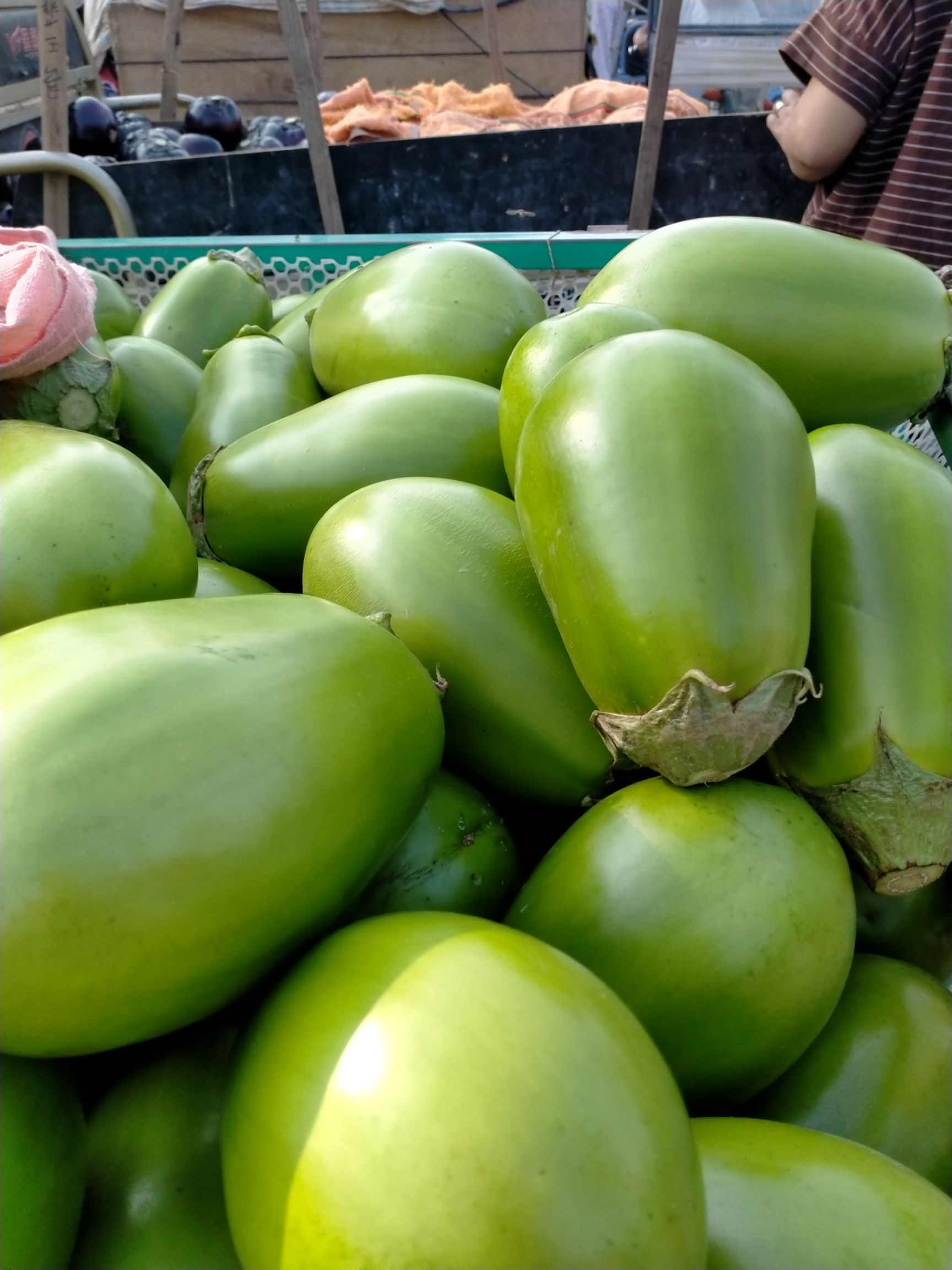 绿长茄  青茄子，量大质优，现货供应产地直销，欢迎各地客商订购！