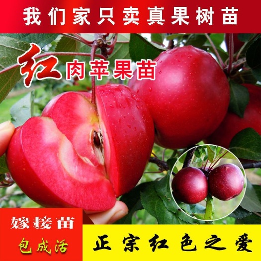 平邑县红肉苹果树苗 红肉苹果嫁接苗自家育苗品种纯度高南北方均可种植成活率高