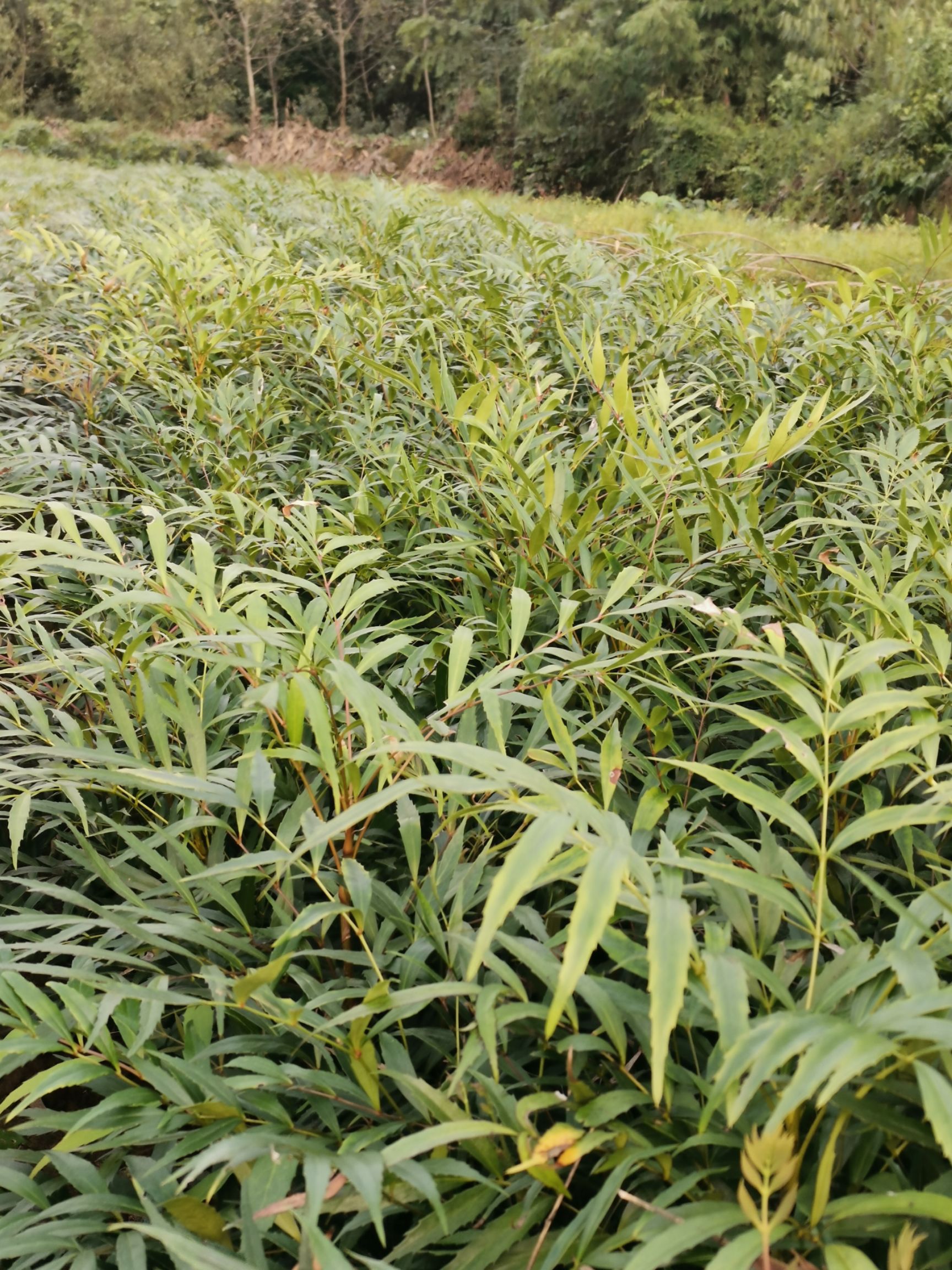十大功勞  重慶基地批發(fā)年產(chǎn)量200萬(wàn)苗大價(jià)格美麗質(zhì)量好