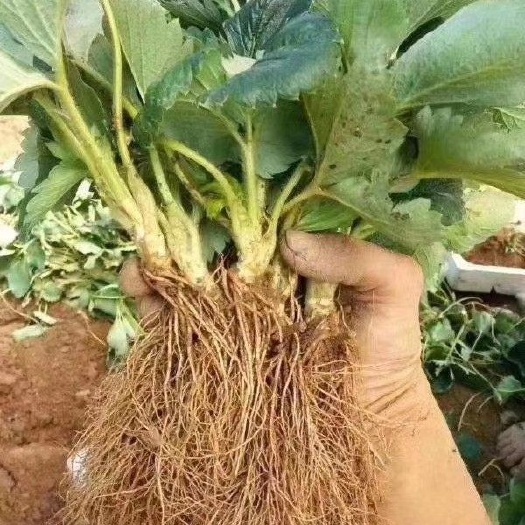 泰安越丽草莓苗 越心草莓苗 雪里红草莓苗 乡野草莓苗艳丽草莓苗