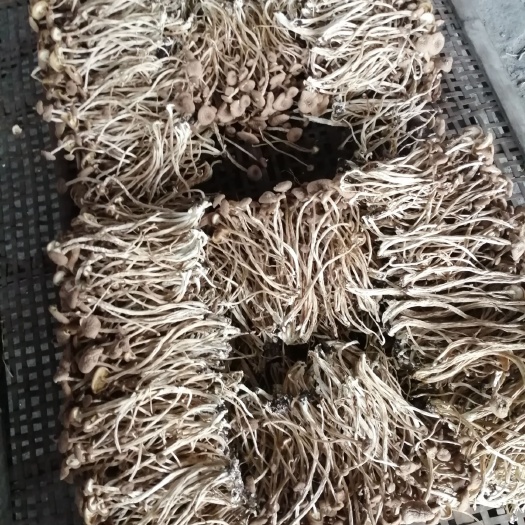 屏南县普通茶树菇  未开茶树菇