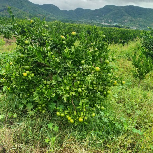 三门县澳柑 大丰