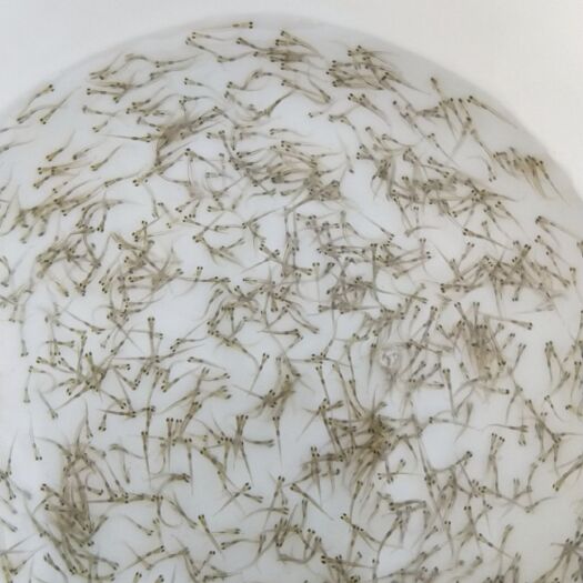 南宁 南宁市水产，建鲤鱼苗，大头鱼苗，草鱼苗，白鲳鱼海花