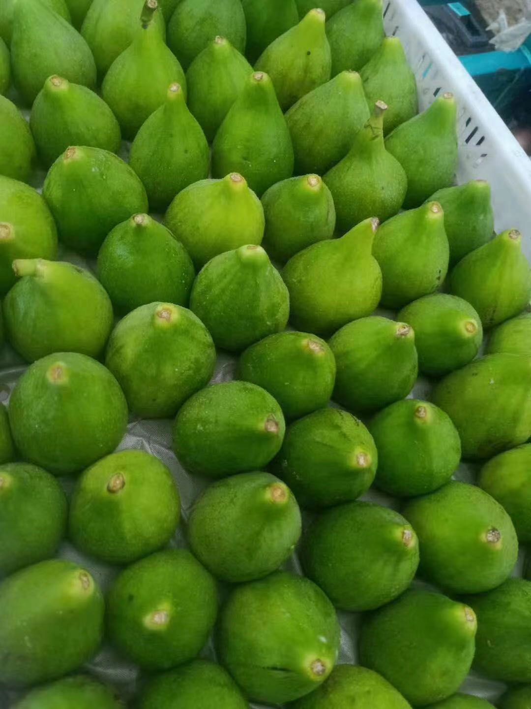 青皮无花果树苗  大 含糖量高果汁多耐寒南北方适宜栽种