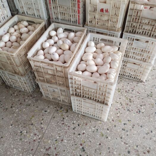 五河县种鹅蛋 皖普种蛋